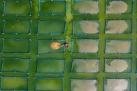 Feeding fish
